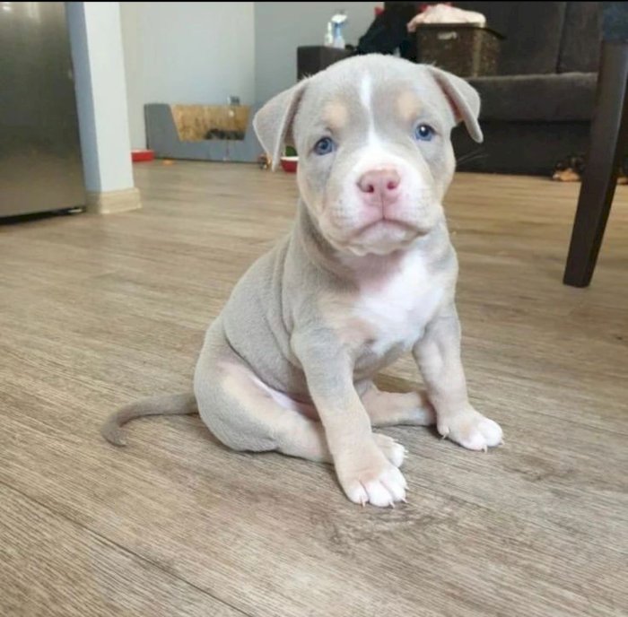 Pitbull terrier gris de 3 meses en adopcion