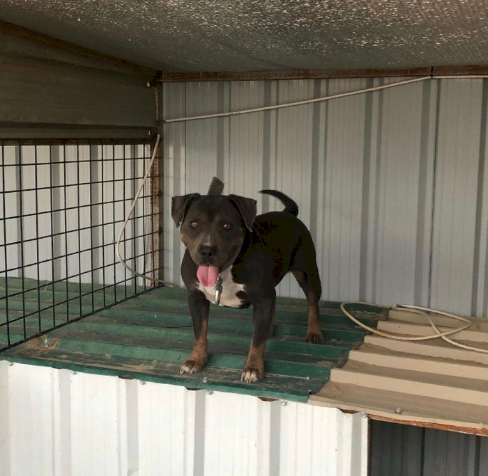 American pitbull terrier cachorro 3 meses en adopcion