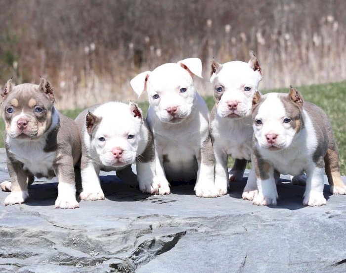 Pitbull terrier mini en adopcion adorable y fuerte bebe