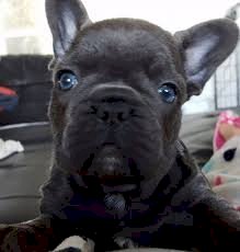 Bulldog frances perro belga negro macho de raza en venta