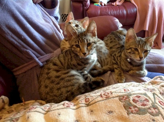 Gatos savannah en adopcion macho y hembra