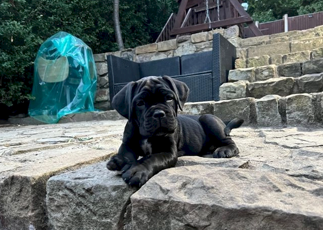 Gorgeous cane corso pupps  5 week old