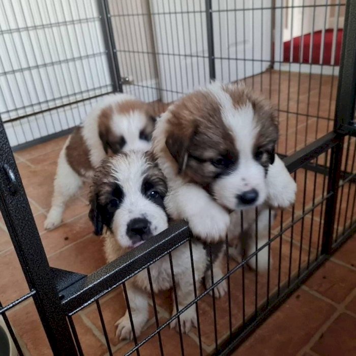 Perros San bernardo cachorros de 3 meses blanco y café en venta precio