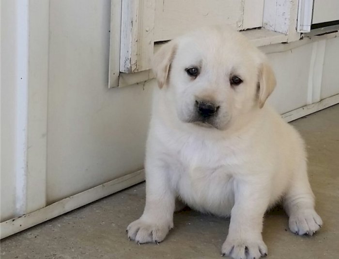 Lindos cachorros de labrador retriever bebés blanco de 1 mes listos para adoptar gratis