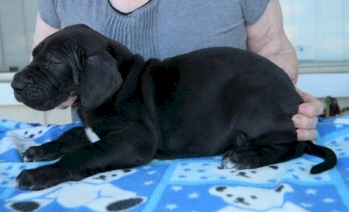 Gran danes venta negro cachorro bebe con 2 meses