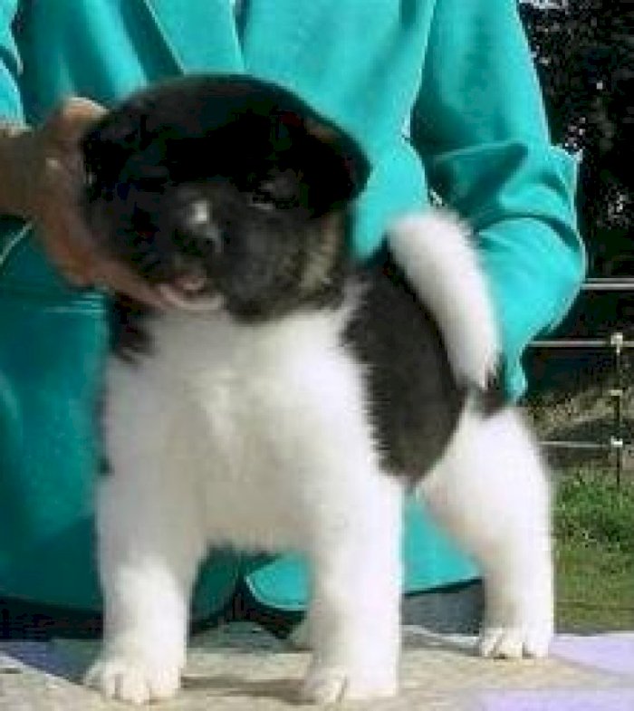 Akita cachorros hembra de 3 meses blanco y negro en venta