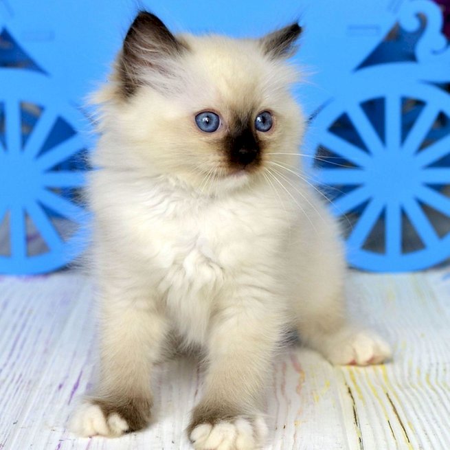 Gatos ragdoll blanco y gris a la venta para comprar