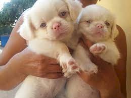 Cachorro raza pequines albino en venta