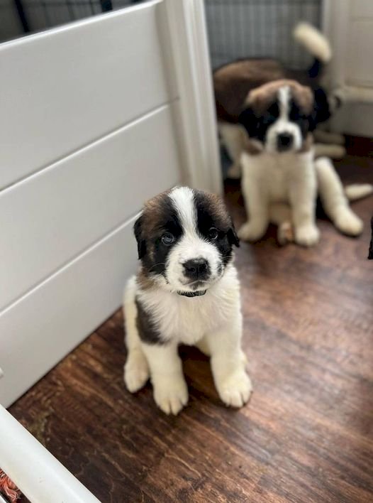 Perros San Bernardo cachorros blanco, negro y café de 4 meses en venta
