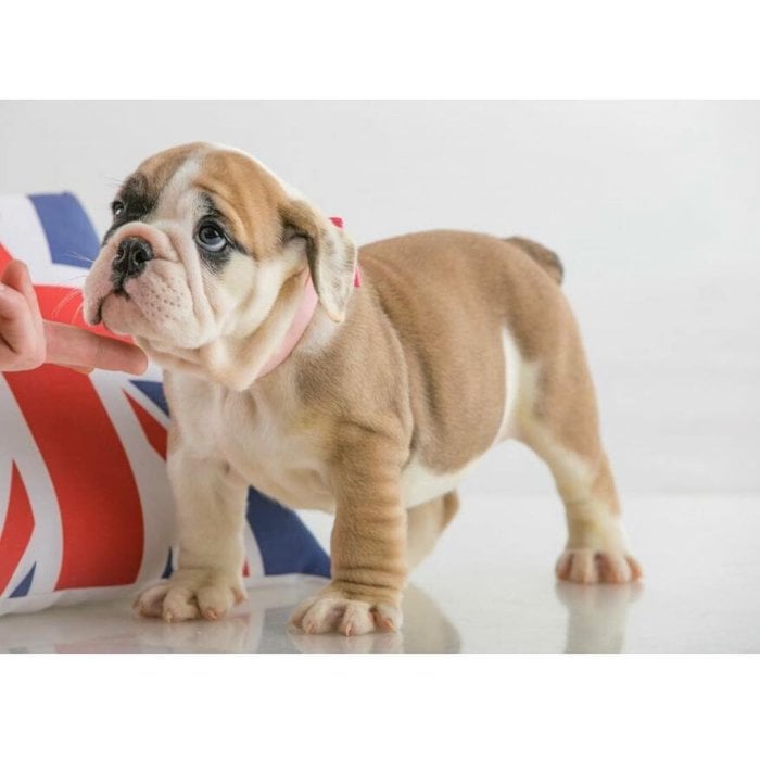 Perros bulldog inglés de 3 meses en venta