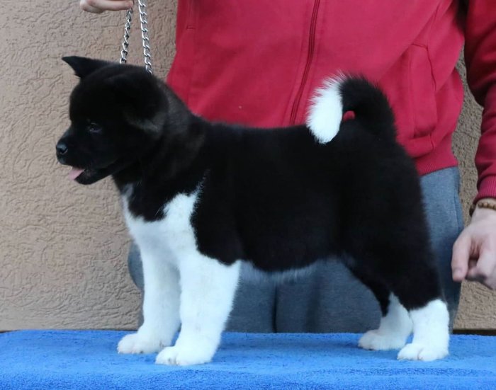 Cachorros disponibles de raza akita inu negro para adoptar