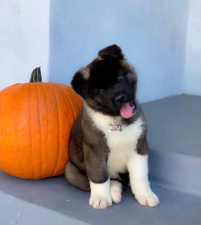 Lindo cachorro tricolor de Akita Inu de 3 meses gratis para adoptar