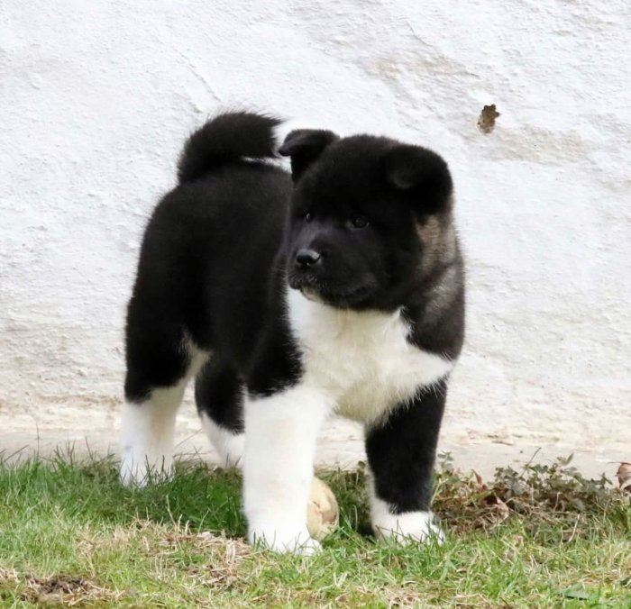 Cachorros de 4 meses Akita Inu Americano blanco y negro para adoptar de criadero