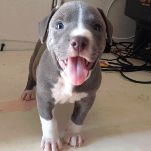 Pitbull blue adorable perro bebe de raza pura al mejor precio