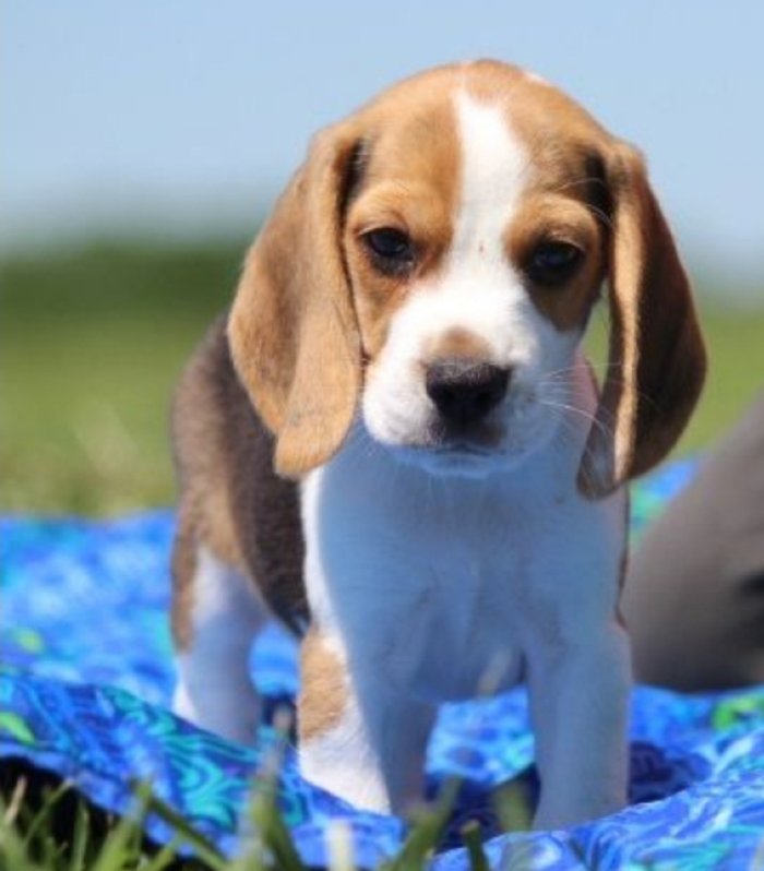 Beagle blanco y marron cachorro en venta disponible para un hermoso hogar