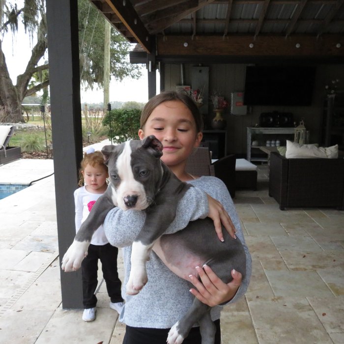 Perro american bully pequeño gris en adopción