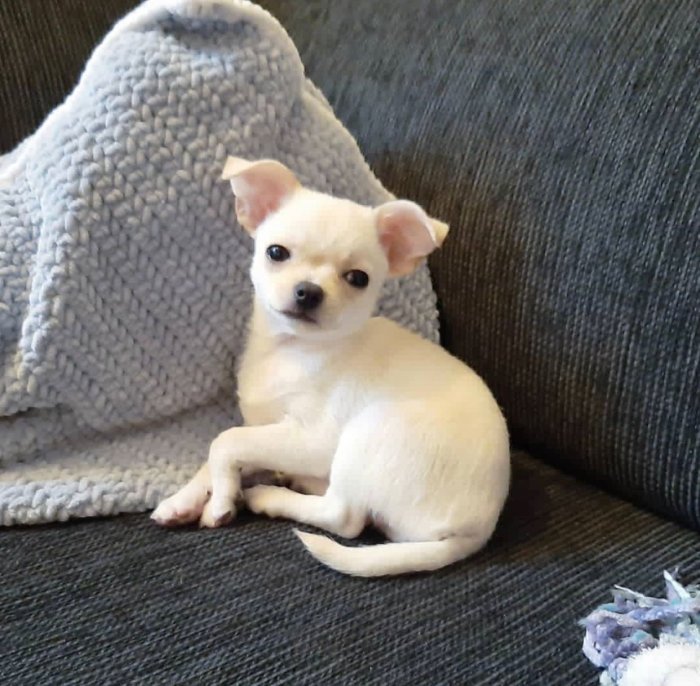 Chihuahuas barato cachorros adorables en venta registrados