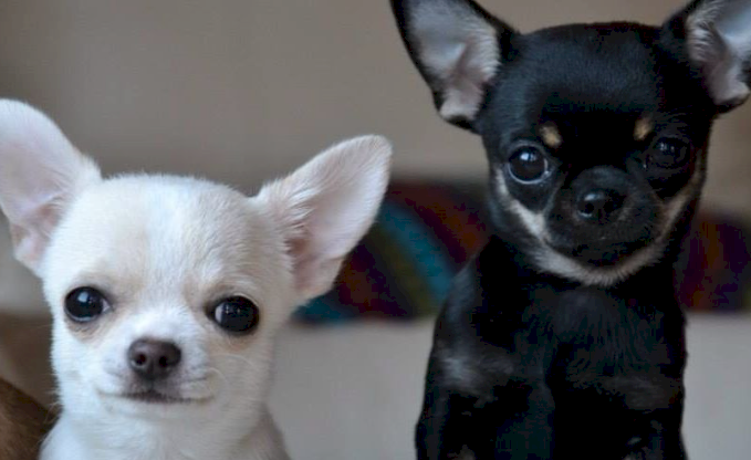 Chihuahua negro, marron y blanco a la venta a buen precio en busca de hogar