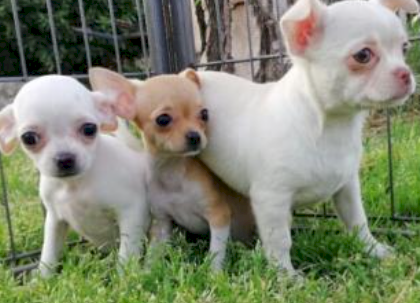 Chihuahua albino 2 cachorros adorables en adopcion