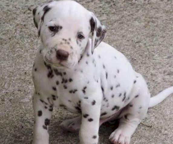 Bull terrier dalmatian mix cachorro en venta de raza pura
