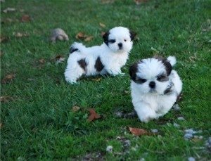Shih tzu venta de cachorros mini blanco y negro