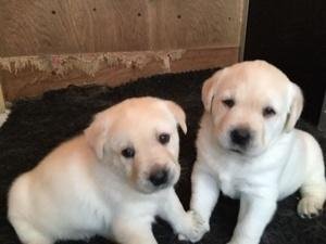Cachorros labrador retriever dorado, blanco y beige, en venta registrados