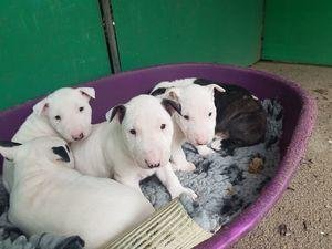 Cachorros bull terrier bebés blancos recién nacidos registrados en venta