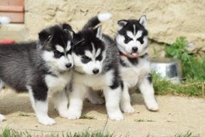 Cachorros husky siberiano hembra ojos azules en venta