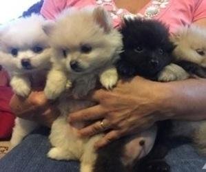 cachorros Pomerania macho y hembra en venta