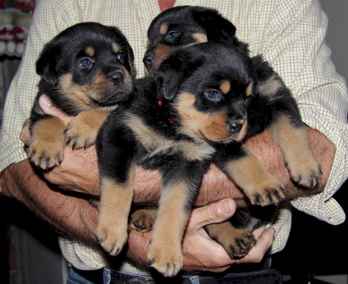 Cachorros rottweiler de 12 semanas para adopción