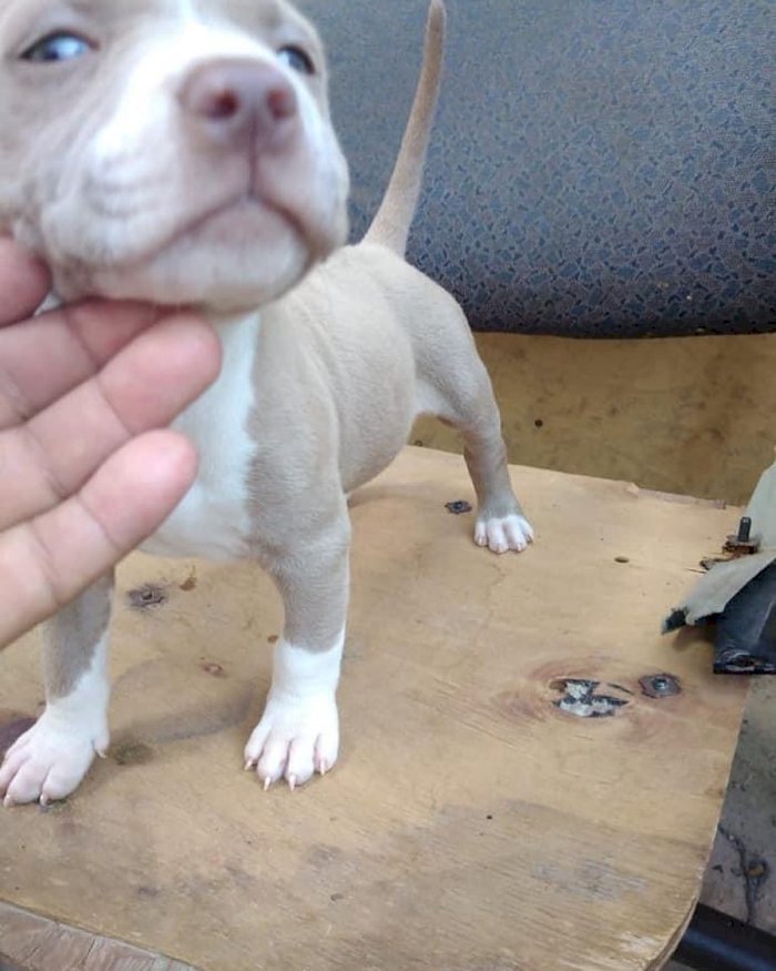 Pitbull terrier americano bebé de raza macho y hembra para comprar a precio barato