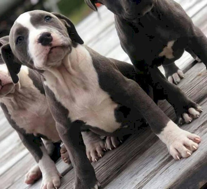 Pitbull terrier ingles gris ojos azules hembra bebé para la venta