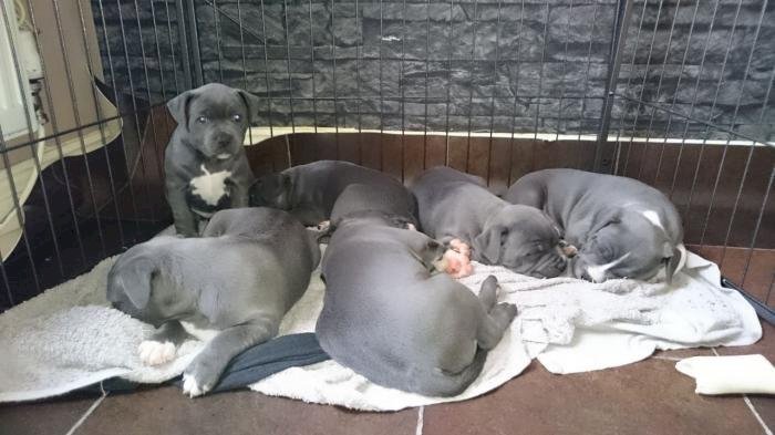 Pitbull terrier bebes de 2 meses grises ojos azules a buen precio en venta
