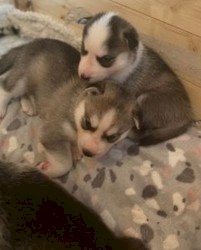 Perritos bebes de husky siberiano gris registrados para la venta