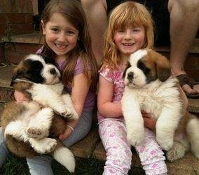 San bernardos en venta bebes cachorros con vacunas