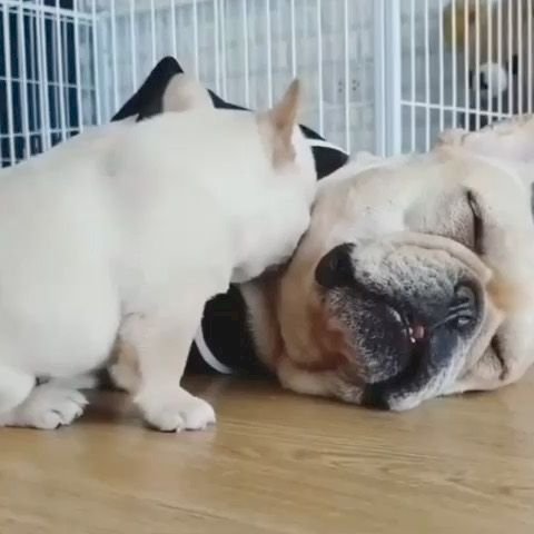 French bulldog blanco adorable cachorros con todas sus vacunas
