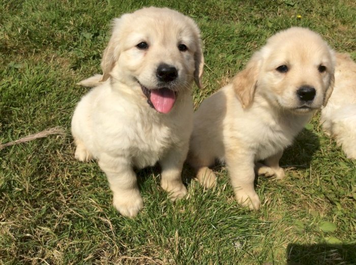Golden retriever cachorro en adopción perro de raza gratis