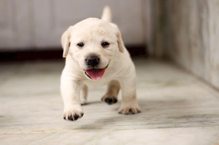 Cachorro labrador retriever blanco de pura raza 2 meses al mejor precio de venta