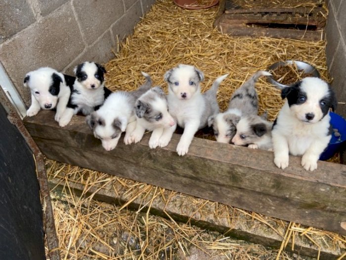 Cachorros raza border terrier mini de 2 meses en adopción para comprar gratis