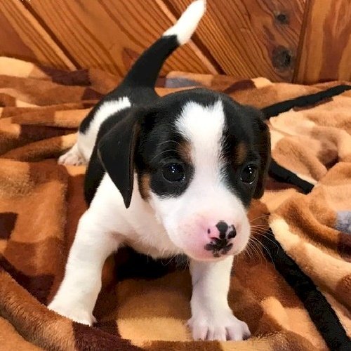 Perrito bebe beagle mini toy blanco con negro a la venta