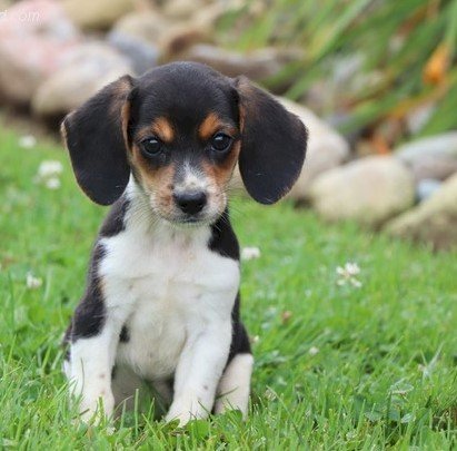 Cachorro beagle mini toy de 2 meses en adopcion