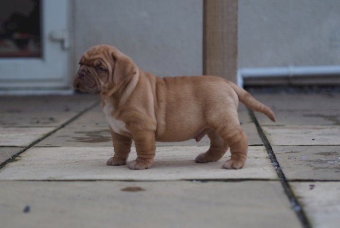 Perro de raza Dogue de burdeos puppy en adopción