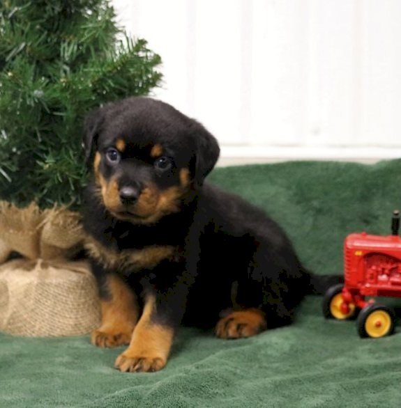perro Rottweiler cachorros grandes de 5 meses en adopcion