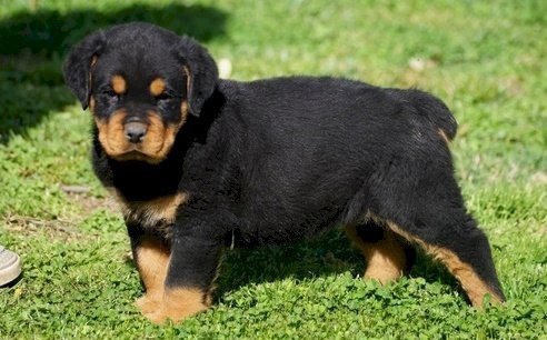 Cachorro de raza cachorro de rottweiler original en venta a buen precio