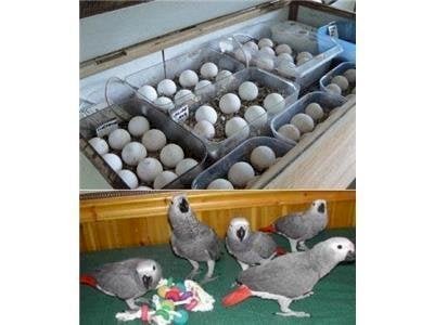 Loros y huevos de loros fértiles a la venta