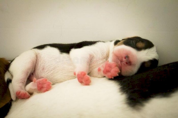 Beagle recien nacidos cachorros de raza pura al mejor precio de venta