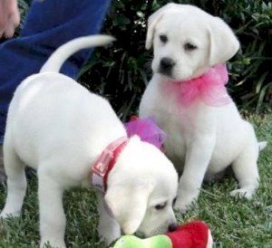 Labrador retriever hembra bebé blanco cachorro para la venta a buen precio