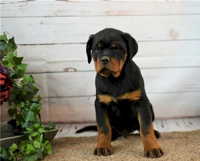perro rottweiler bebe negro macho de raza disponible para adopcion gratis