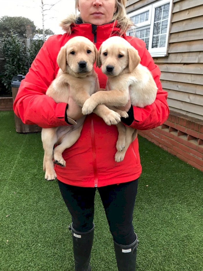 Labrador retriever cachorros beige de 3 meses en venta