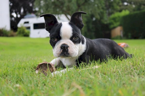 Perro boston terrier en adopción cachorros hembra y macho color blanco y negro